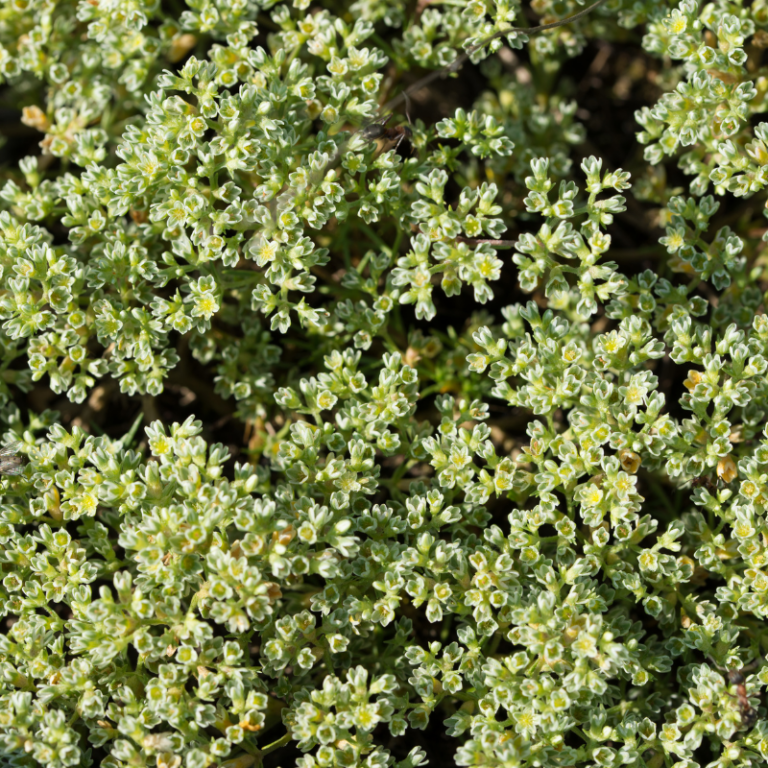 Scleranthus