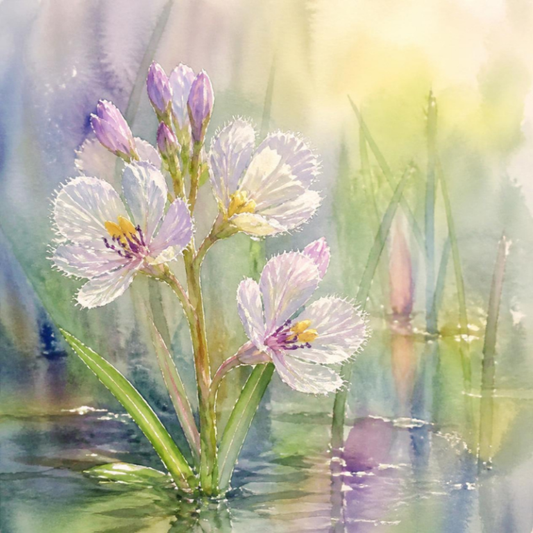 Water Violet